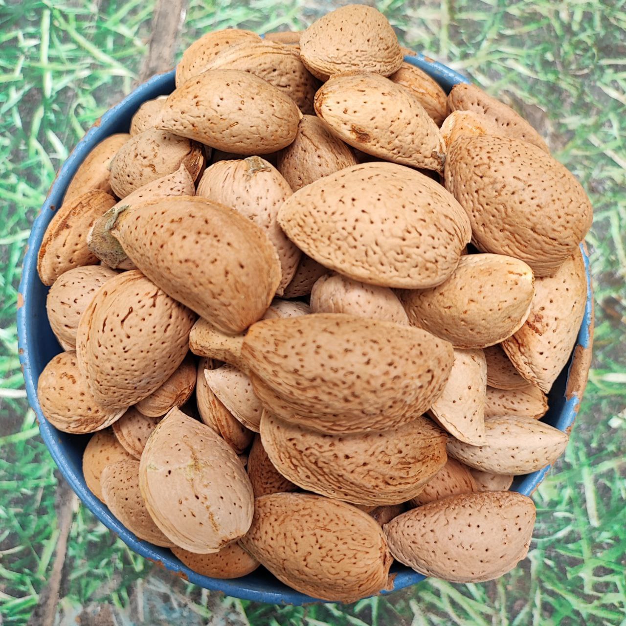 بادام خام با پوست منبع انرژی و پایداری در کیفیت